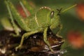 Close up of an early Stage, very young, Nymph Locust Royalty Free Stock Photo