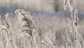 Close up of ears of barley moved by the wind, natural organic food and agriculture concept. Creative. White ears against Royalty Free Stock Photo