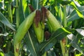 Close up of ears of corn in the field. Selective focus. Corn field close up. Plantation of green corn in the summer agricultural Royalty Free Stock Photo