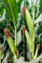 Close up of ears of corn in the field. Selective focus. Corn field close up. Plantation of green corn in the summer agricultural Royalty Free Stock Photo