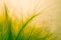 Close-up ears of foxtail barley. Hordeum jubatum. Spectacular background. Toned photo, soft focus