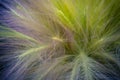 Close-up ears of foxtail barley. Hordeum jubatum. Spectacular background. Toned photo, soft focus Royalty Free Stock Photo