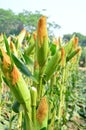 Close up of ears mature corn