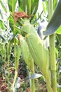 Close up of ears mature corn