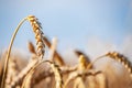Close-up of ears of ripe wheat against the blue sky. The idea of a rich harvest. Background of a field with yellow ears of wheat. Royalty Free Stock Photo