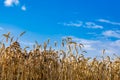 Close-up of ears of ripe wheat against the blue sky. The idea of a rich harvest. Background of a field with yellow ears of wheat. Royalty Free Stock Photo