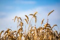 Close-up of ears of ripe wheat against the blue sky. The idea of a rich harvest. Background of a field with yellow ears of wheat. Royalty Free Stock Photo