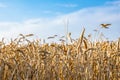 Close-up of ears of ripe wheat against the blue sky. The idea of a rich harvest. Background of a field with yellow ears of wheat. Royalty Free Stock Photo