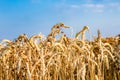 Close-up of ears of ripe wheat against the blue sky. The idea of a rich harvest. Background of a field with yellow ears of wheat. Royalty Free Stock Photo