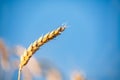 Close-up of ears of ripe wheat against the blue sky. Close-up photo of nature The idea of a rich harvest. Selective focus Royalty Free Stock Photo