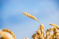 Close-up of ears of ripe wheat against the blue sky. Close-up photo of nature The idea of a rich harvest. Selective focus Royalty Free Stock Photo