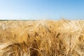 Close up of Ears of ripe wheat on Cereal field Royalty Free Stock Photo