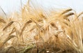 Close Up Of Ears Of Ripe Wheat On Cereal Field