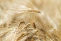 Close Up Of Ears Of Ripe Wheat On Cereal Field