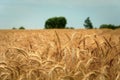 Close up of ears of triticale, horizon and sky Royalty Free Stock Photo