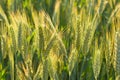 Close-up ears of wheat Royalty Free Stock Photo