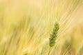 Close up ears of wheat, Barley field background Royalty Free Stock Photo