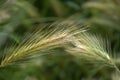 Close-up ears of wheat