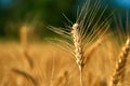 Close-up of ears of wheat fields. Ears of golden wheat close up. Beautiful Nature Landscape. Rural landscapes in shining Royalty Free Stock Photo