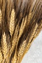 Close up ears of wheat on gray background