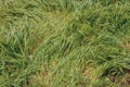 Close-up of ears of wheat in vivid shades of green in Murano.