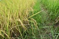 Ears of yellow paddy rice plant on field Royalty Free Stock Photo