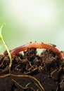 Close-up of earthworm crawling through rich soil with emerging seedling Royalty Free Stock Photo