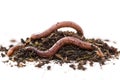 close up of an earthworm on fertile ground isolated on white background Royalty Free Stock Photo