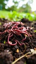 Close-up of earthworms on dark soil in a garden setting, selective focus. Royalty Free Stock Photo