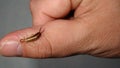Close up of Earwig on the hand insect on the hand Closeup earwigs Earwigs will use their pincers to defend themselves. close up in Royalty Free Stock Photo