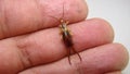 Close up of Earwig on the hand. insect on the hand. Closeup earwigs. Earwigs will use their pincers to defend themselves. close up