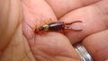 Close up of Earwig on the hand. insect on the hand. Closeup earwigs. Earwigs will use their pincers to defend themselves. close up Royalty Free Stock Photo