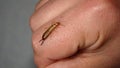 Close up of Earwig on the hand insect on the hand Closeup earwigs Earwigs will use their pincers to defend themselves. close up in Royalty Free Stock Photo