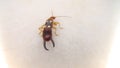 Close up of Earwig on a white background insect isolated Closeup earwigs Earwigs will use their pincers to defend themselves. clos