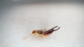 Close up of Earwig on a white background insect isolated Closeup earwigs Earwigs will use their pincers to defend themselves. clos