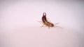 Close up of Earwig on a white background insect isolated Closeup earwigs Earwigs will use their pincers to defend themselves. clos
