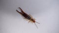 Close up of Earwig on a white background insect isolated Closeup earwigs Earwigs will use their pincers to defend themselves. clos Royalty Free Stock Photo