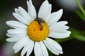 Close Up Of Earwigs On Flower
