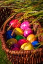 Close-up of Easter eggs in various colors in wicker basket on grass in the garden on sunny April morning springtime.