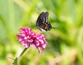 Close Up of an Eastern Black Swallowtail Butterfly Feeding on Pollen in a Pink Zinnia Royalty Free Stock Photo