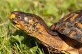Close-up Eastern Box Turtle in Grass