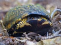 Eastern Box Turtle Peeking Out Royalty Free Stock Photo