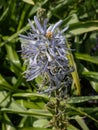 Eastern camass (Camassia fraseri) flowering with stellate blue flowers collected in apical racemes in a