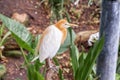 Close up of Eastern Cattle Egret, Bubulcus coromandus,