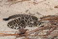 Eastern Diamondback Rattlesnake Crotalus adamenteus