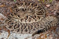 Eastern Diamondback Rattlesnake Crotalus adamenteus