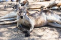 Close up of Eastern Gray Kangaroos Royalty Free Stock Photo
