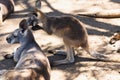 Close up of Eastern Gray Kangaroos Royalty Free Stock Photo