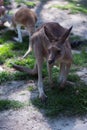Close up of Eastern Gray Kangaroos Royalty Free Stock Photo