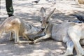 Close up of Eastern Gray Kangaroos Royalty Free Stock Photo